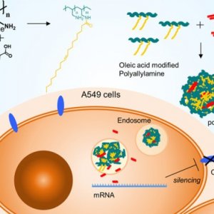 Self-Assembled Oleic Acid-Modified Polyallylamines for Improved siRNA Transfection Efficiency and Lower Cytotoxicity